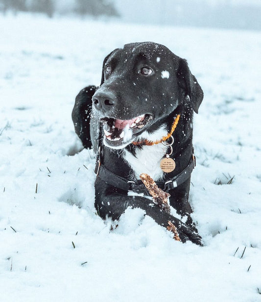 Buckle Collar - Sunnybrook Yellow