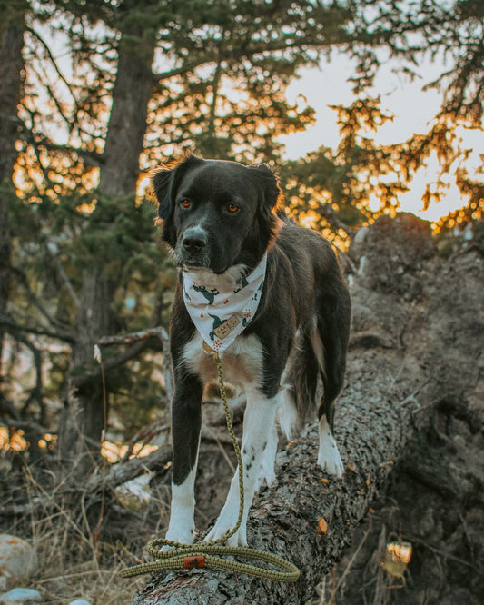 Leash - Allan Gardens Green
