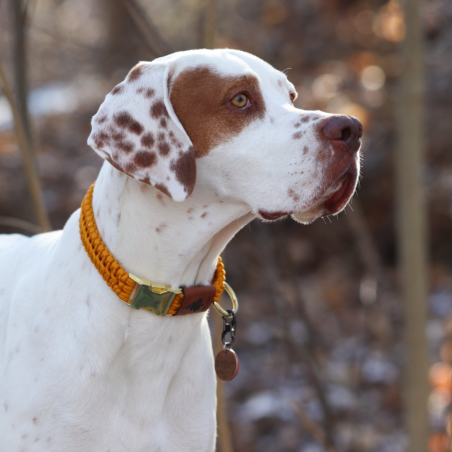 Wide Buckle Collars (Pre-Made Sizes)