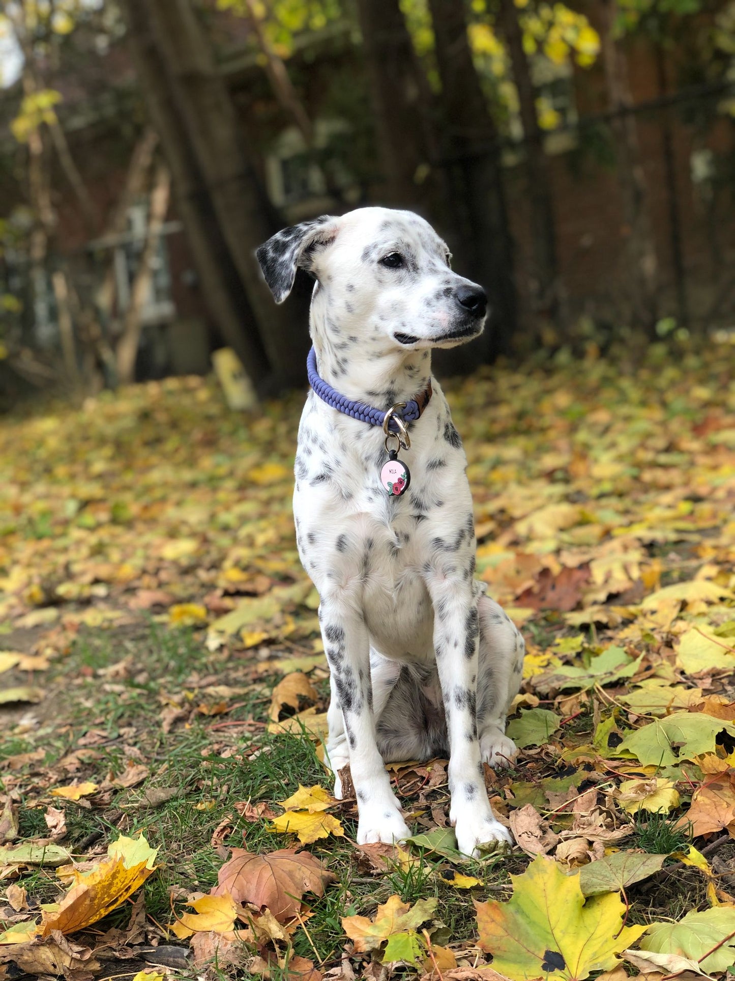 Slip Collar - Stanley Park Periwinkle