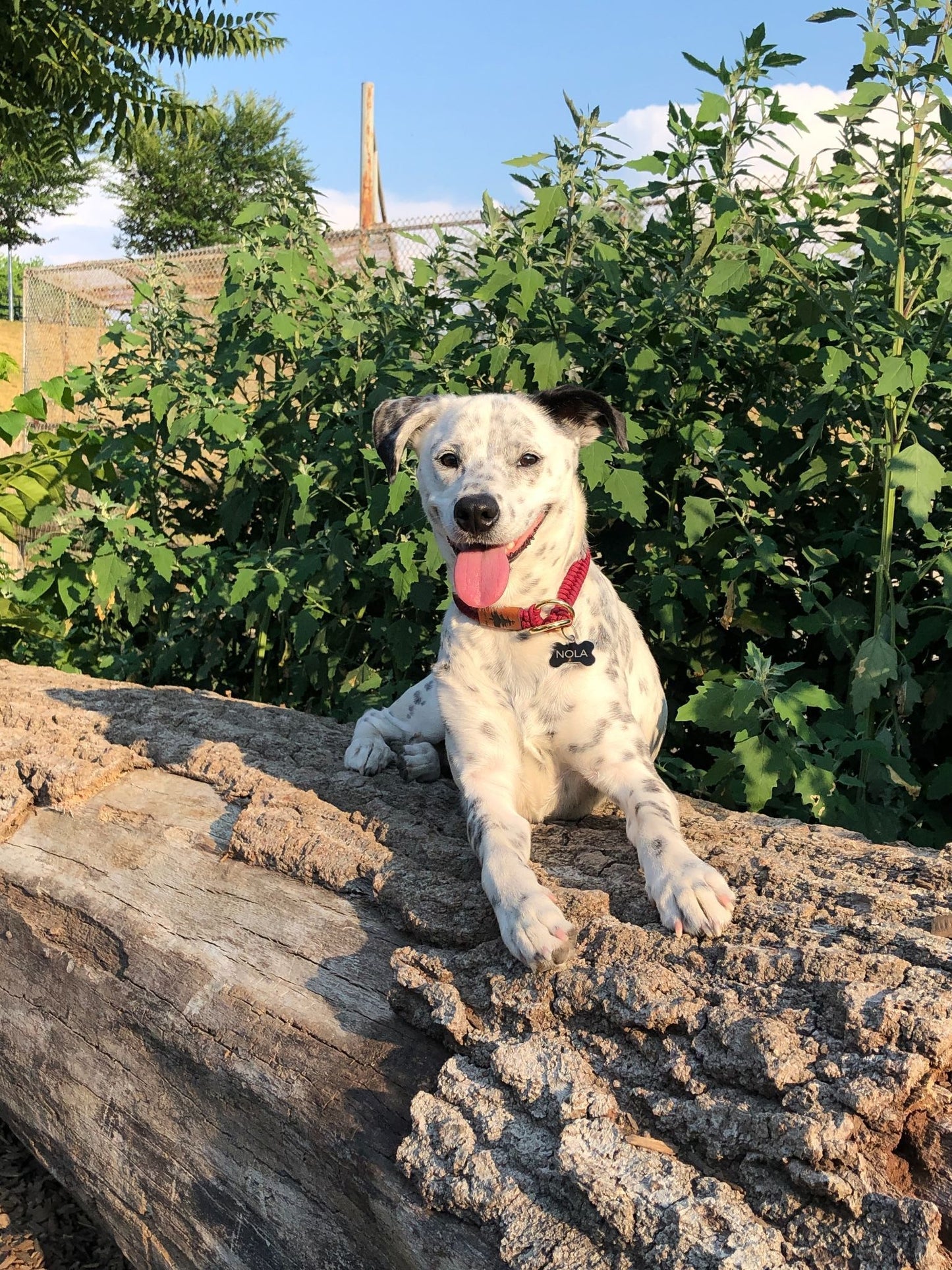 Slip Collar - Bellwoods Burgundy