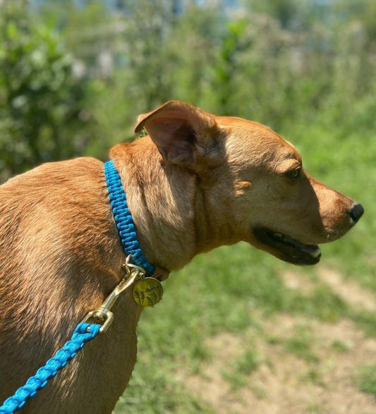 Buckle Collar - Cherry Beach Blue