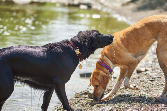 Wide Martingale Collar - High Park Pink