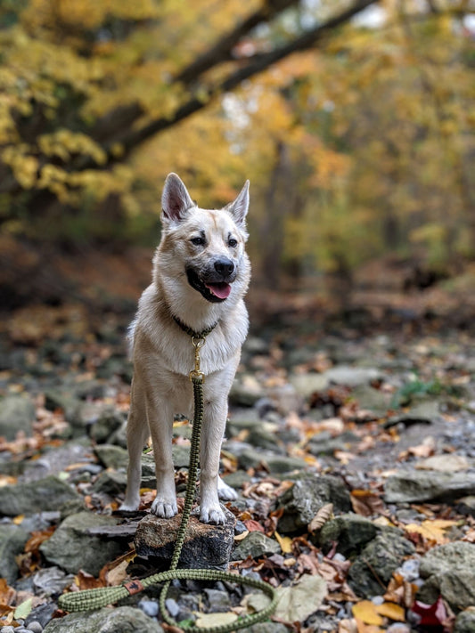 Buckle Collar - Allan Gardens Green