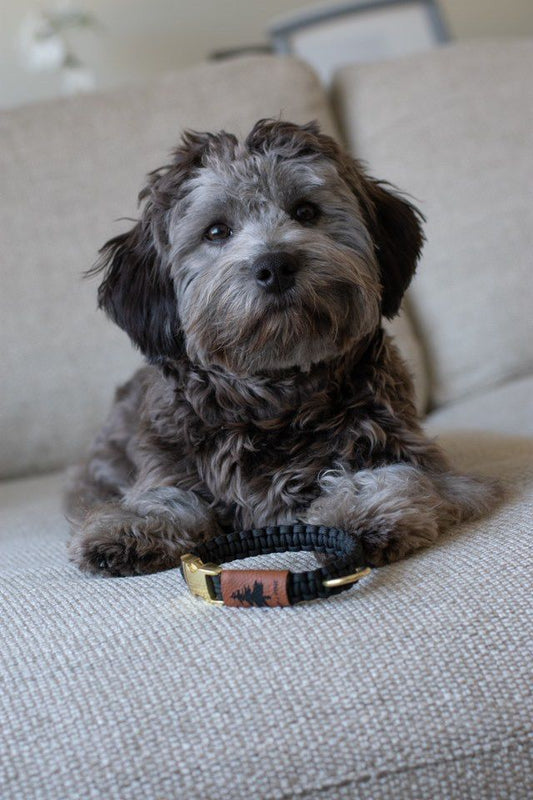 Buckle Collar - La Fontaine Noir
