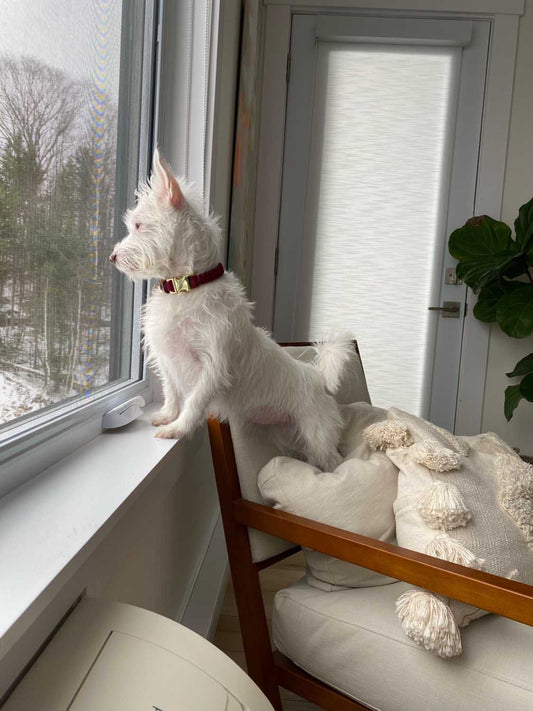 Buckle Collar - Bellwoods Burgundy