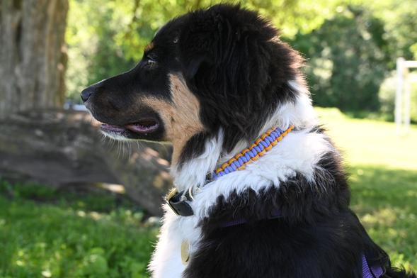 Adjustable Buckle Collars (Pre-Made Sizes)