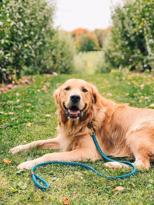Leash - Cherry Beach Blue