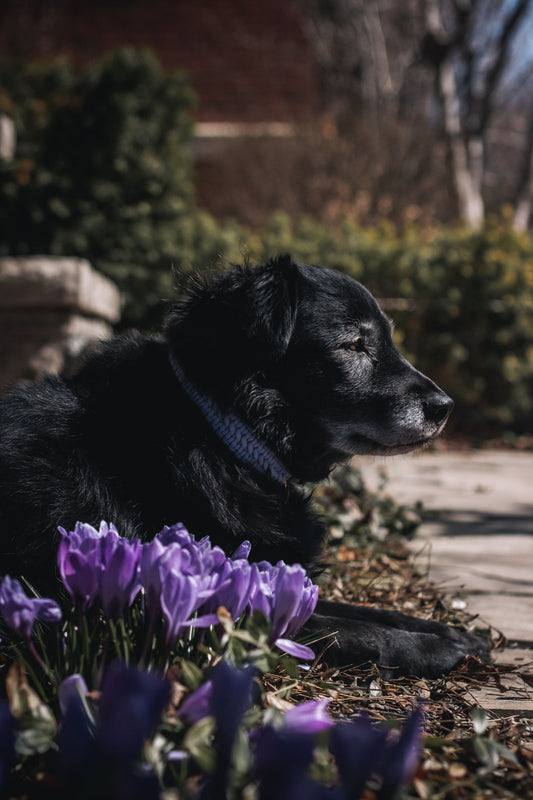 Wide Buckle Collar - Stanley Park Periwinkle