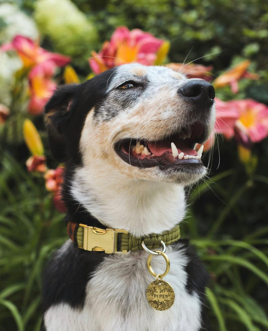 Martingale Collar - Allan Gardens Green