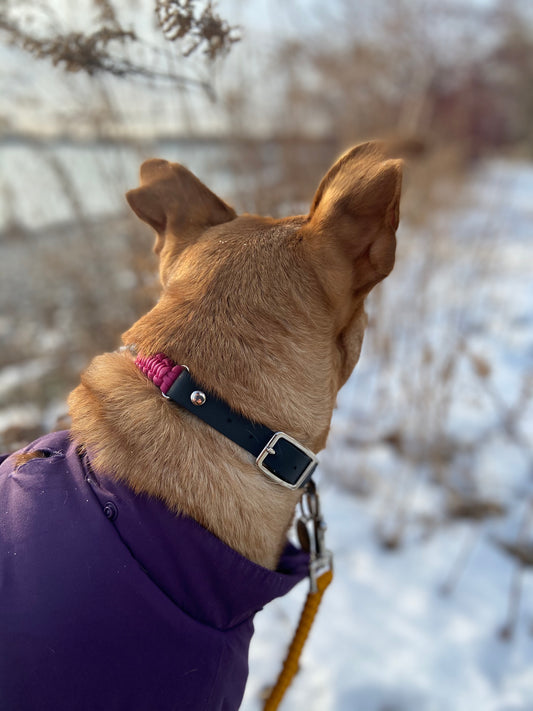 Adjustable Buckle Collar - High Park Pink