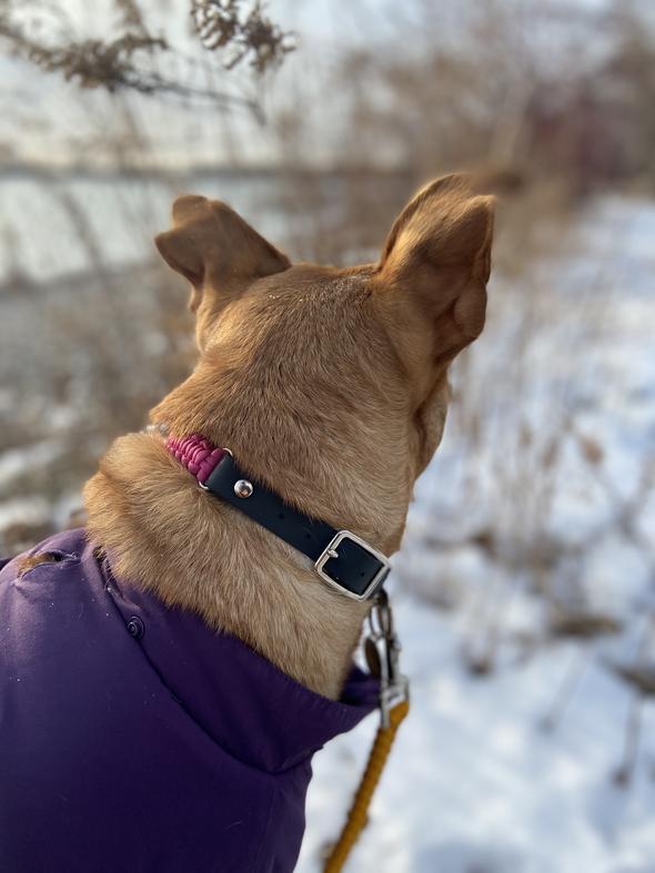Adjustable Buckle Collars (Pre-Made Sizes)