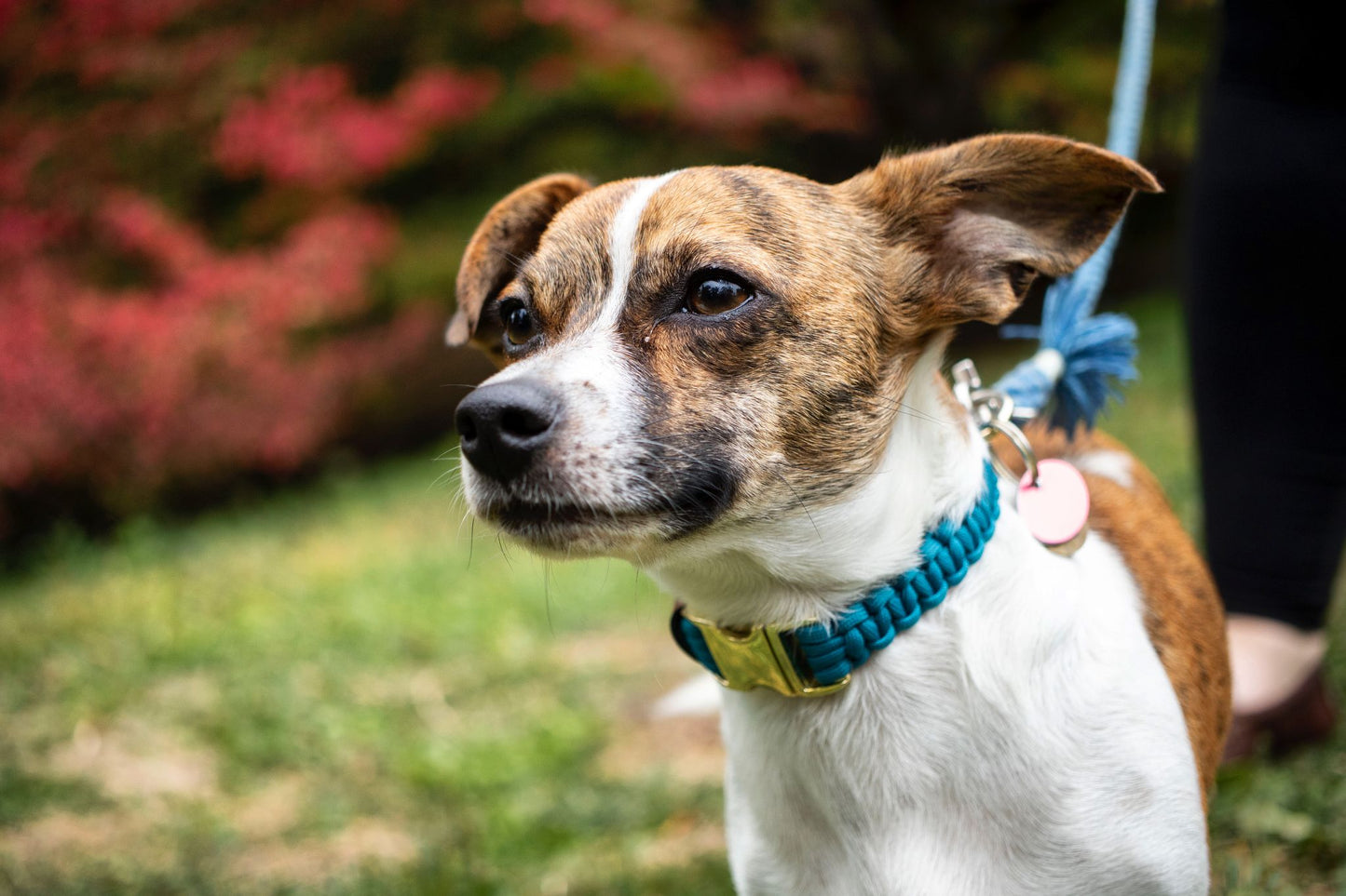Buckle Collar - Cherry Beach Blue