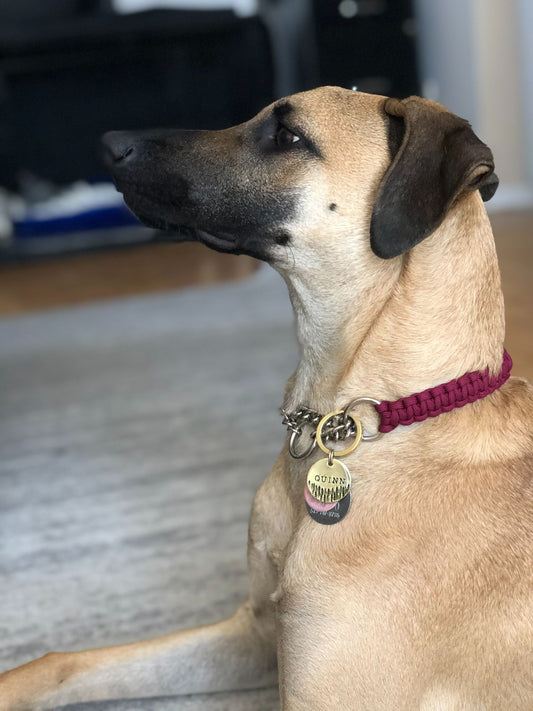 Martingale Collar - Bellwoods Burgundy