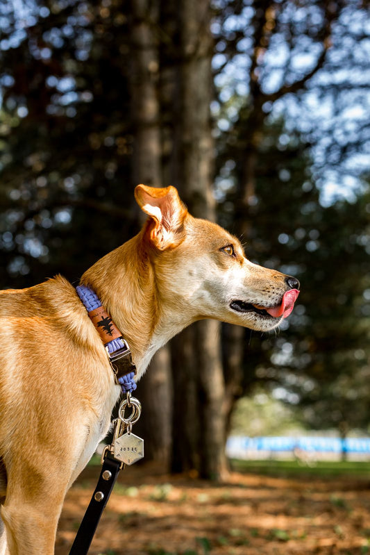 Buckle Collar - Stanley Park Periwinkle