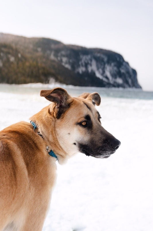 Martingale Collar - Cherry Beach Blue