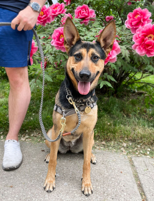 Leash - Ramsden Grey