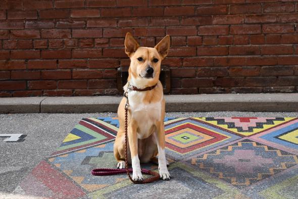 Martingale Collars (Pre-Made Sizes)