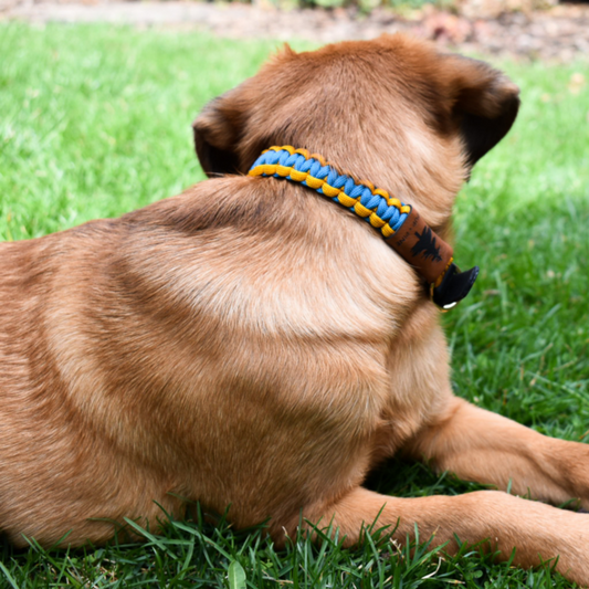 Adjustable Buckle Collars (Pre-Made Sizes)