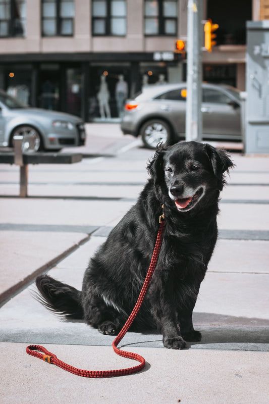 Leash - Bellwoods Burgundy