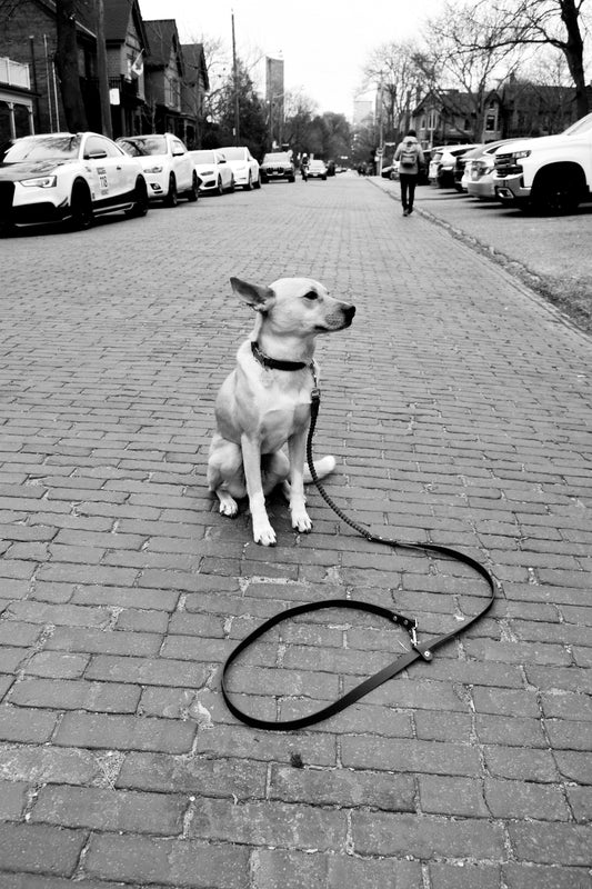 Hands-Free Leash - Stanley Park Periwinkle