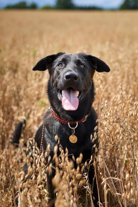 Wide Martingale Collars (Pre-Made Sizes)